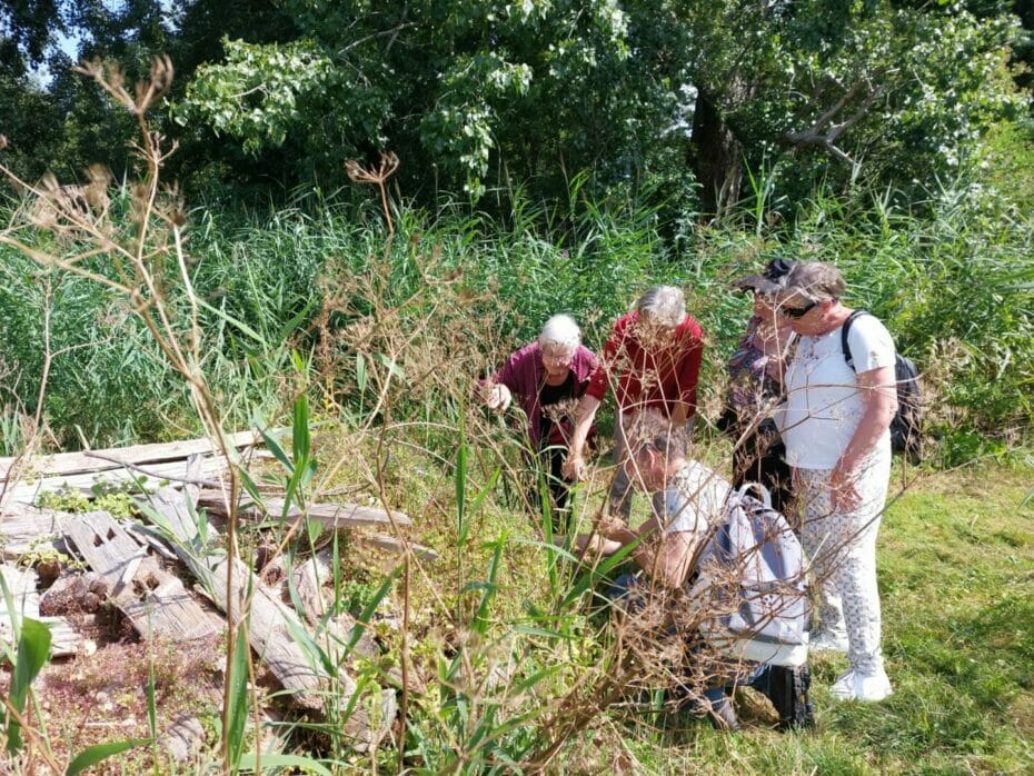 excursie koeienweide